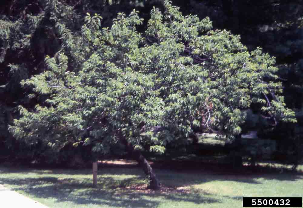 Carolina silverbell tree form