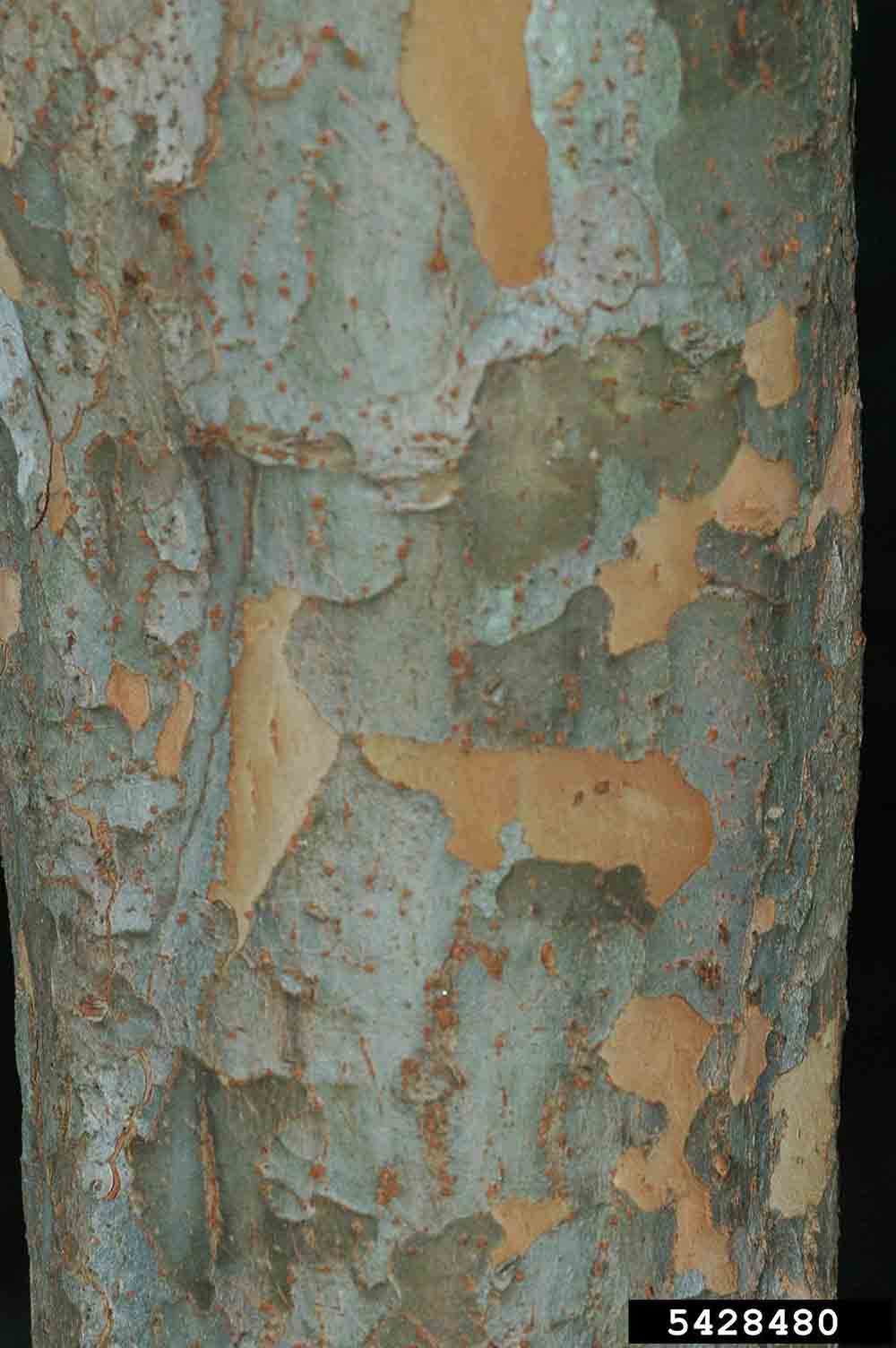 Chinese or lacebark elm bark, giving it the name Lacebark elm