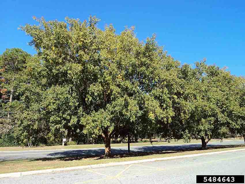 Chinese or lacebark elm trees
