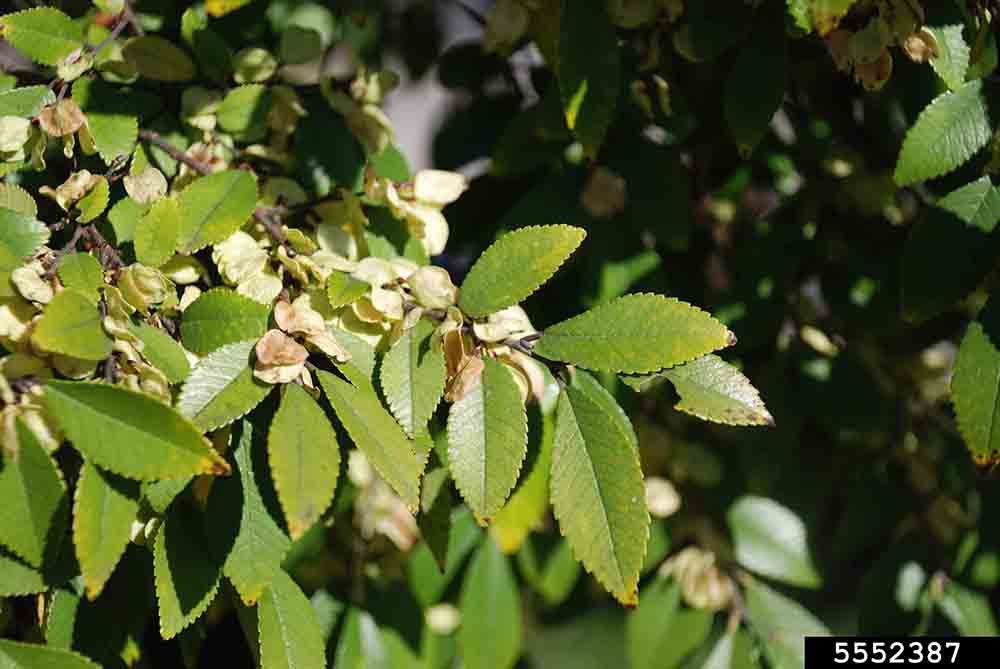 Chinese or lacebark elm leaves, showing toothed margins and alternate arrangement