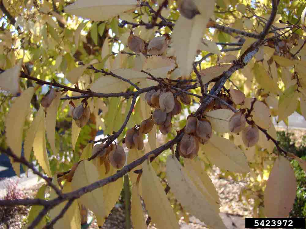 Chinese or lacebark elm fruit, called samaras