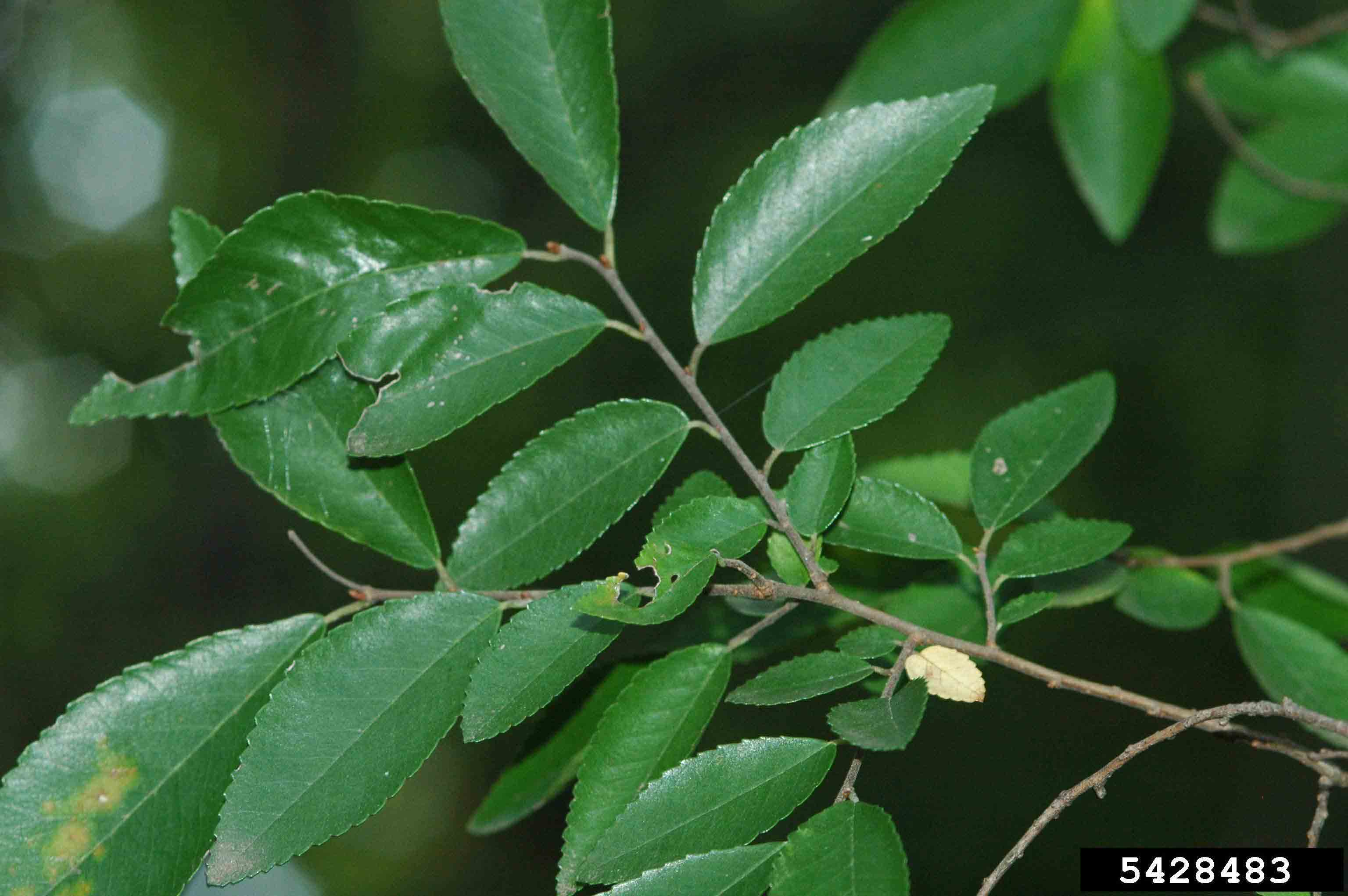 Chinese or lacebark elm stem, showing toothed margins and alternate arrangement of leaves