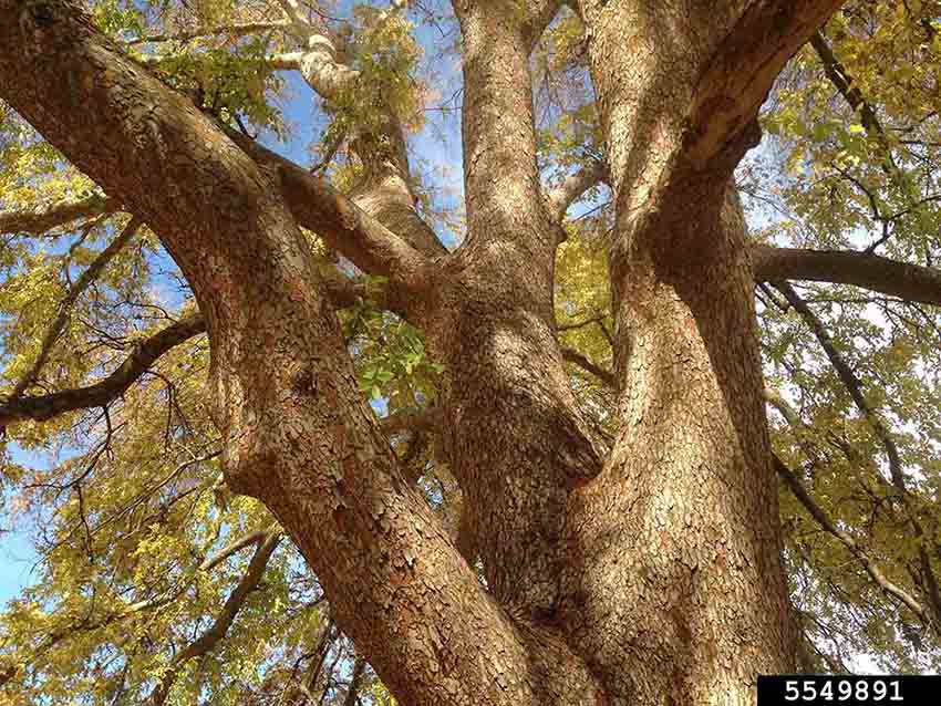Chinese or lacebark elm, bark and branching habit