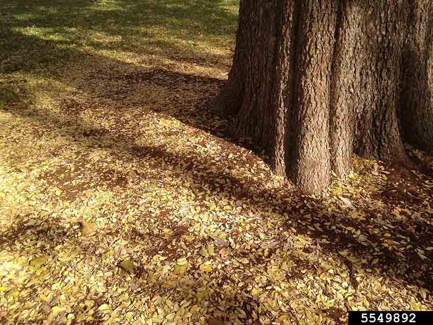 Chinese or lacebark elm bark at base of mature tree