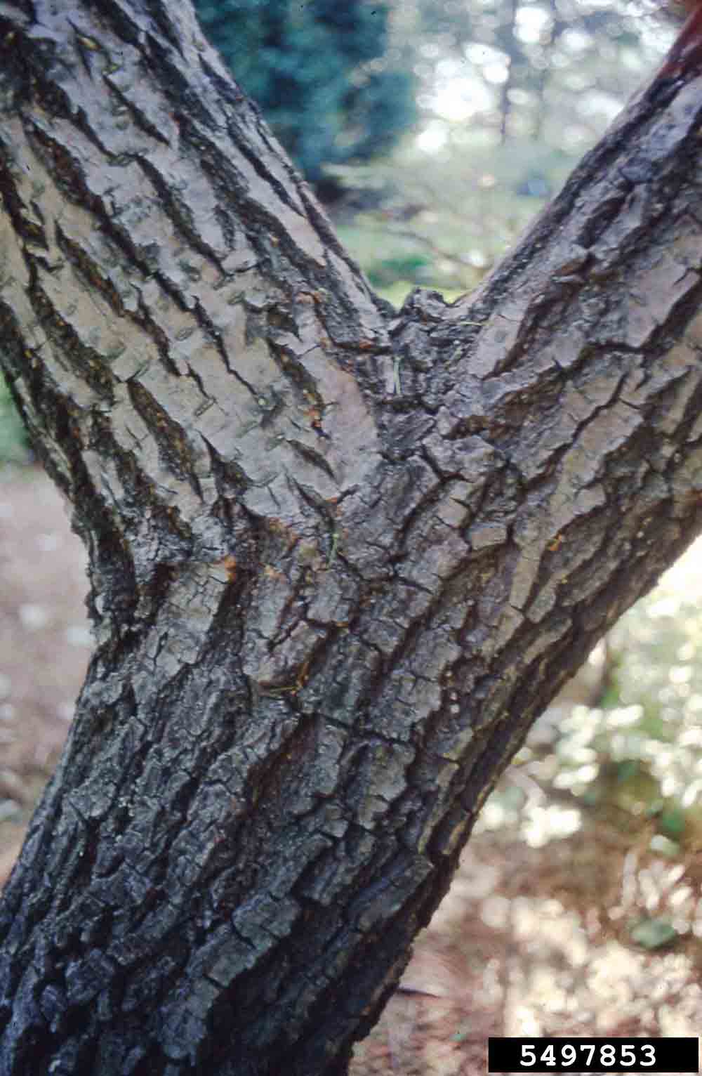Chinese fringe tree bark
