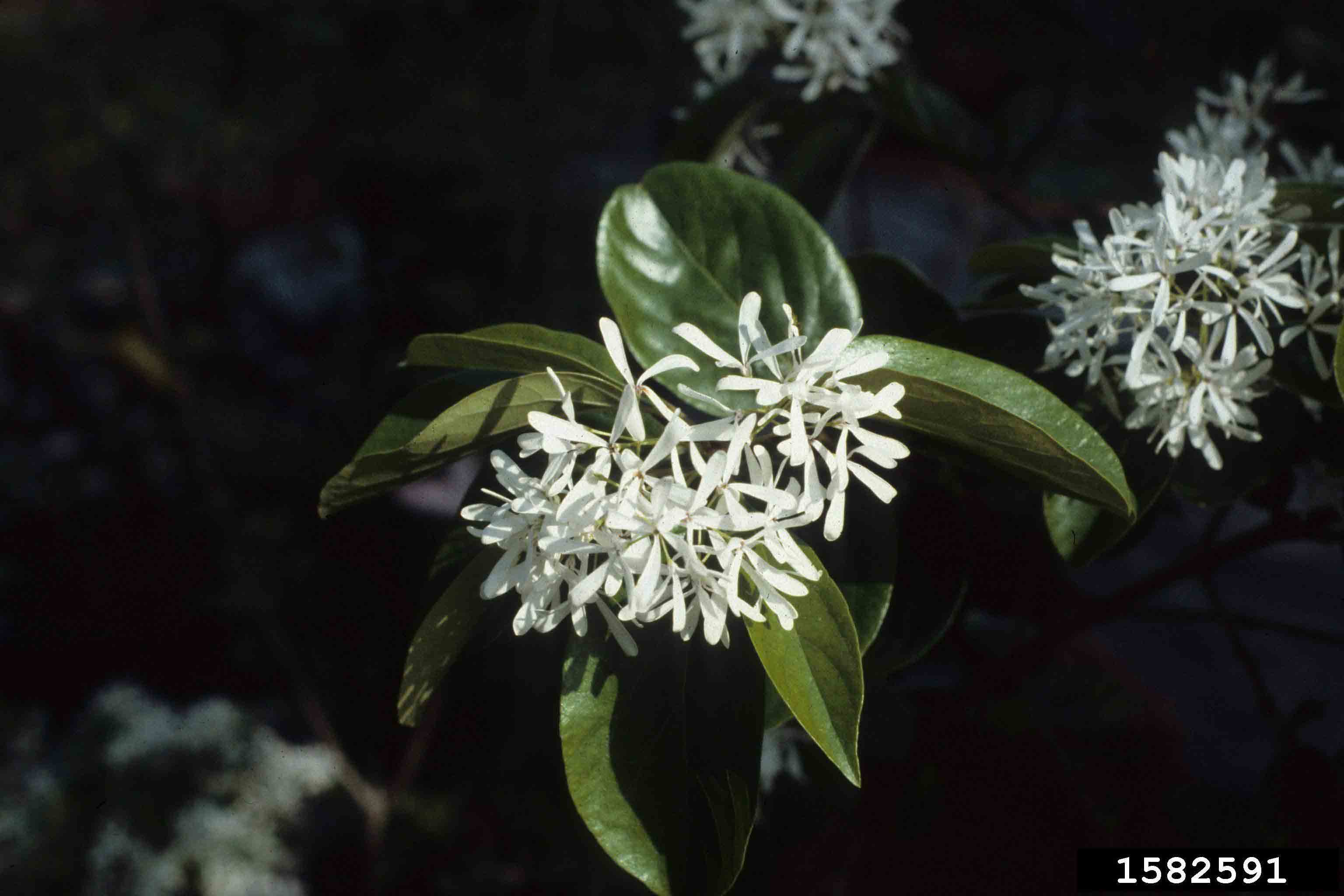 Chinese fringe tree flowers