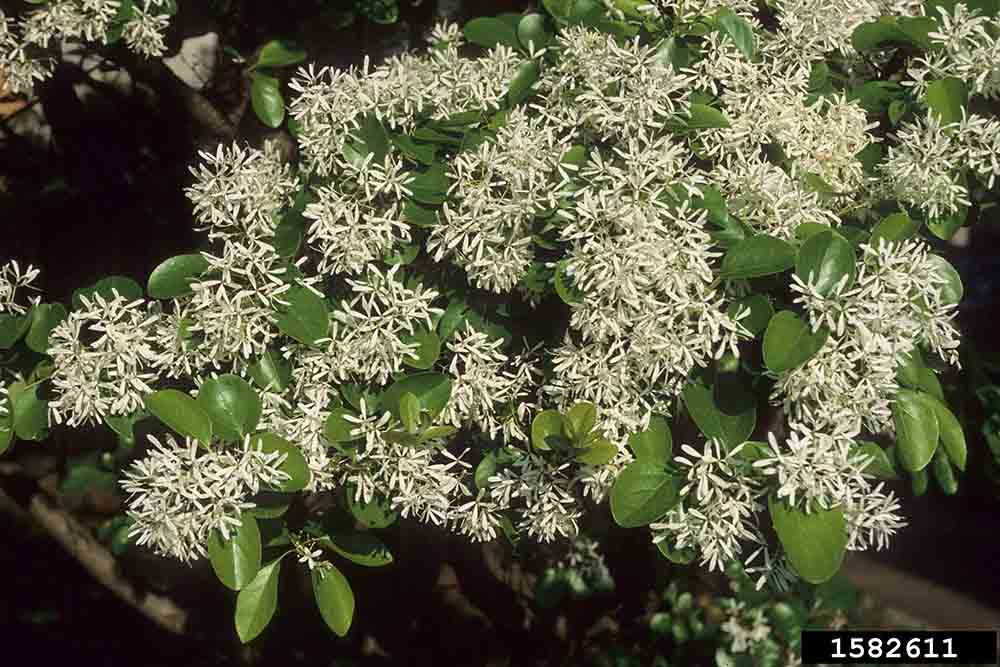 Chinese fringe tree flowers