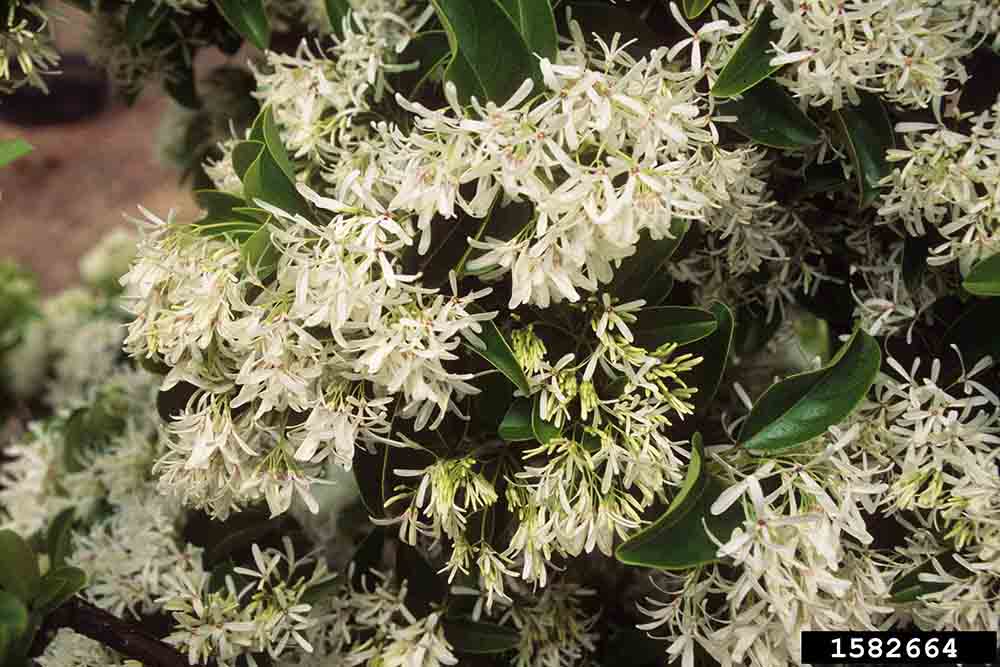 Chinese fringe tree flowers