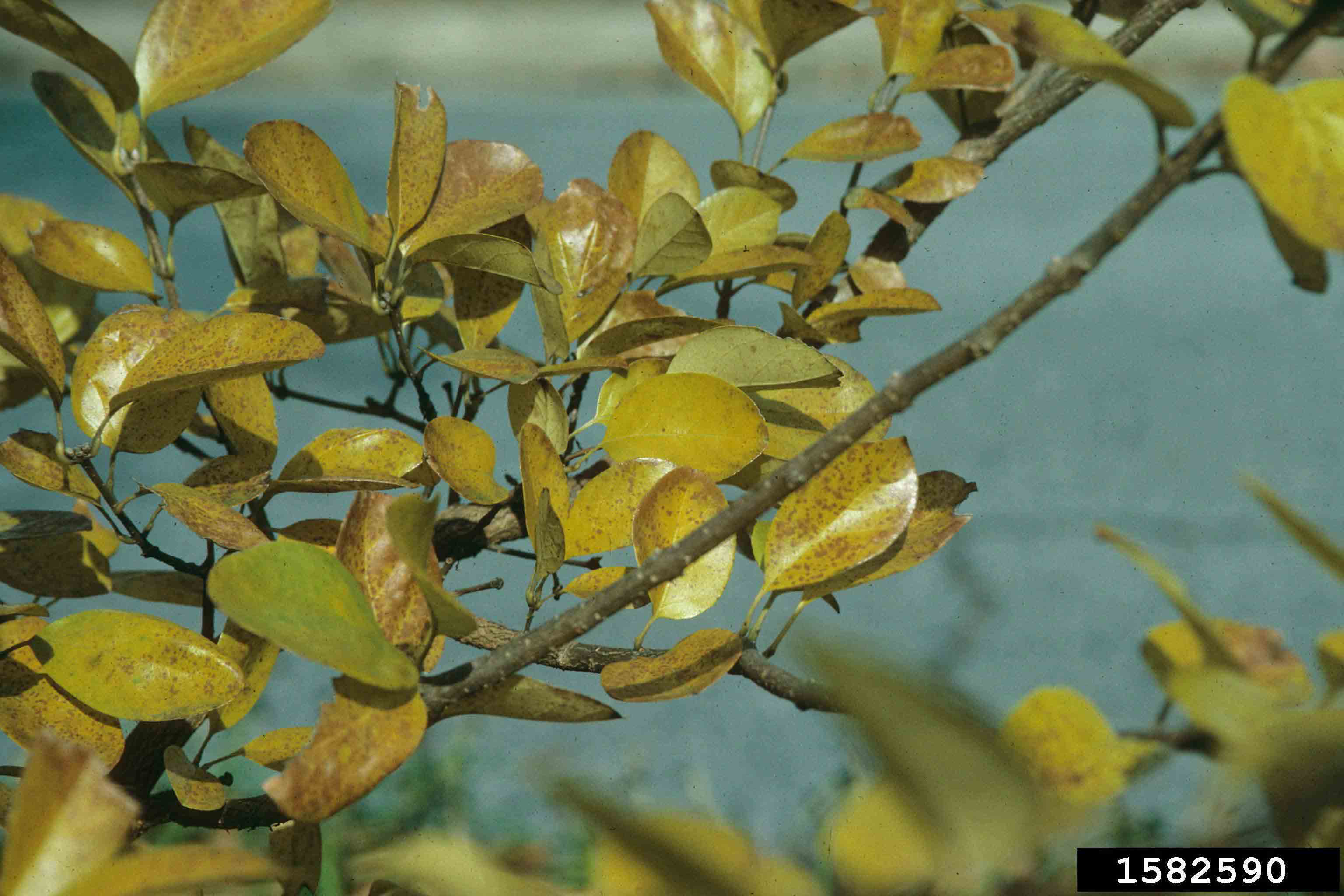 Chinese fringe tree leaves, fall