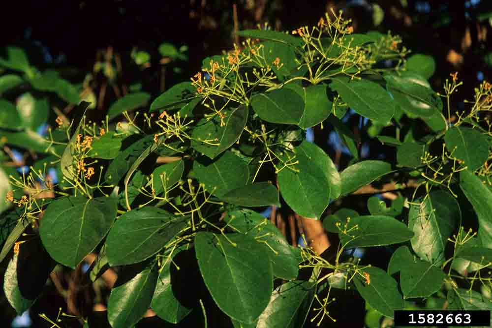 Chinese fringe tree leaves