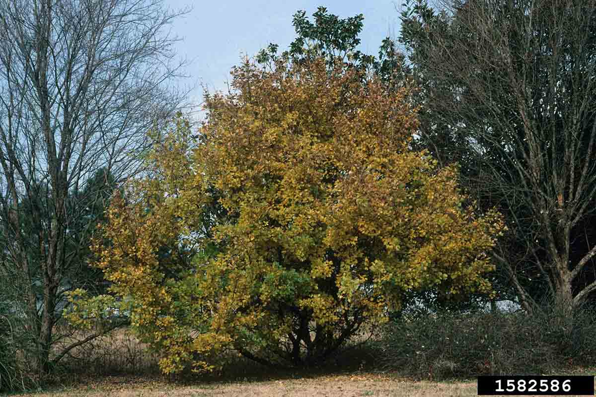 Chinese fringe tree, fall