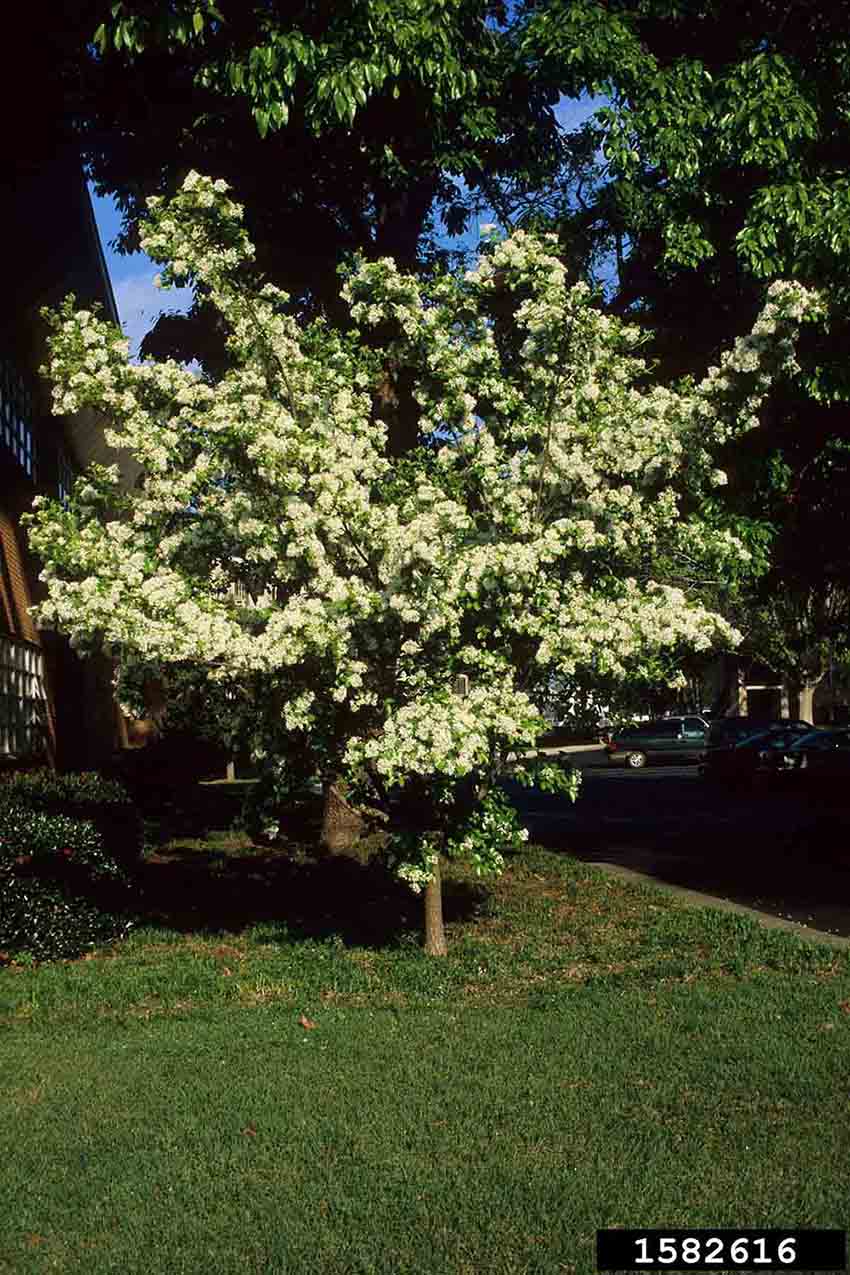 Chinese fringe tree in bloom