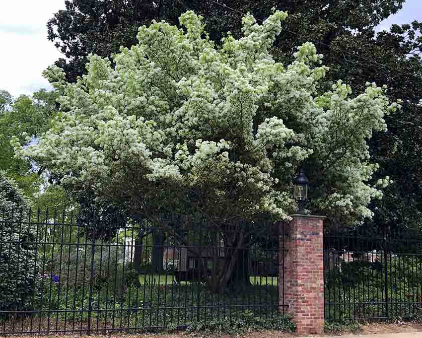 Chinese fringe tree in bloom