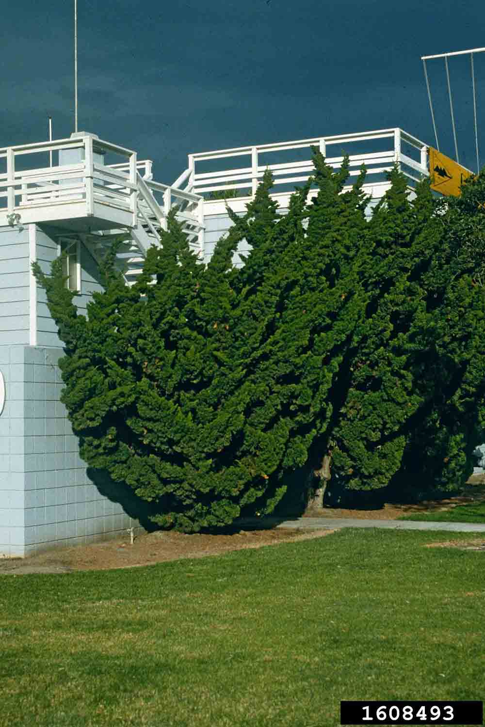 Chinese juniper used in landscape