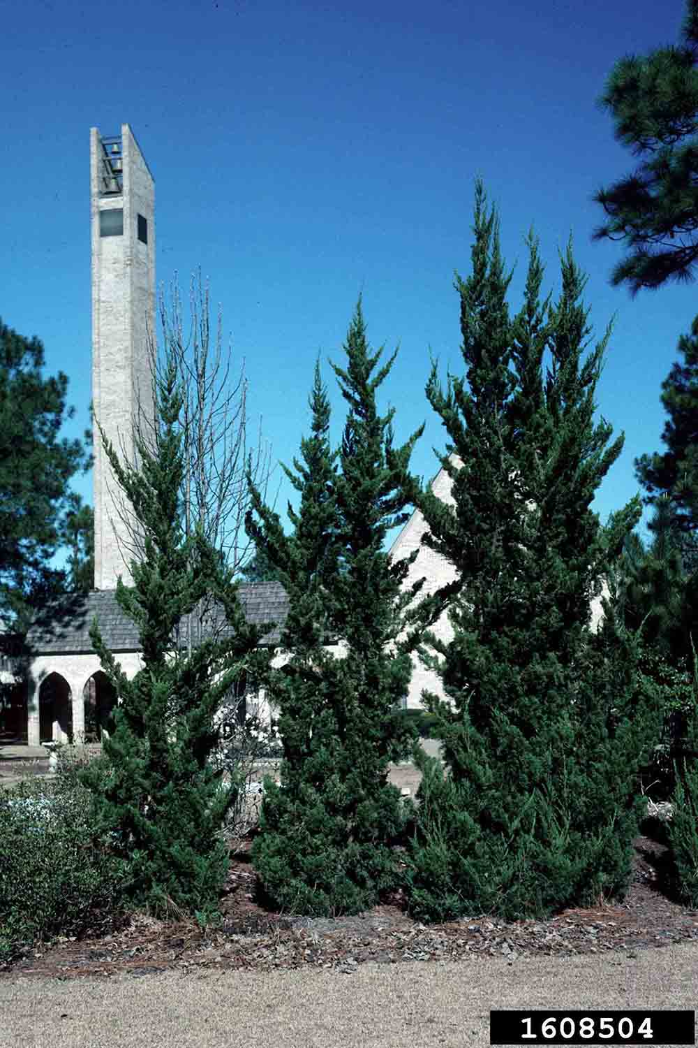 Chinese juniper cultivar