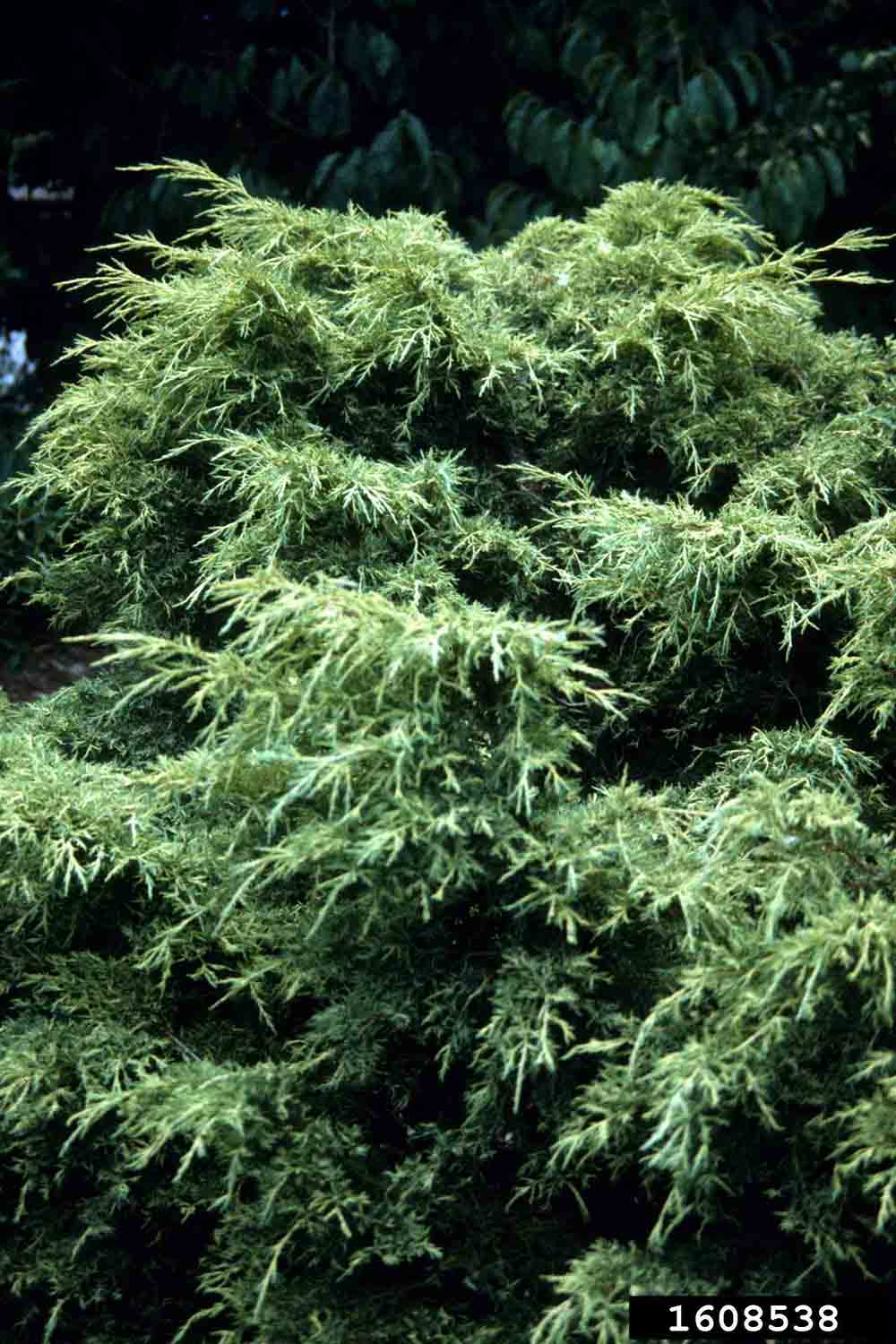 Chinese juniper cultivar
