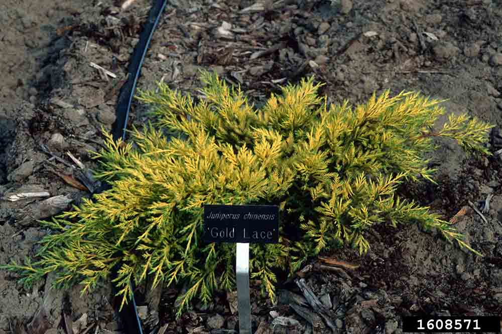 Chinese juniper cultivar