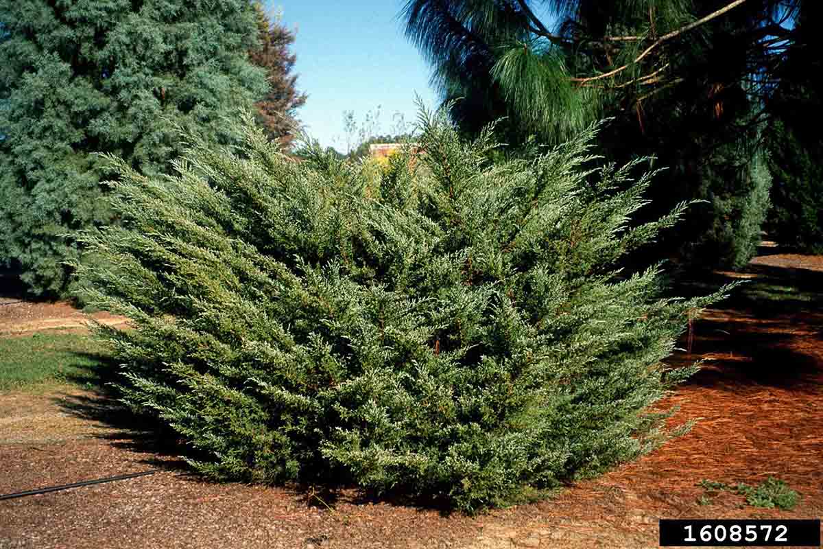 Chinese juniper shrub