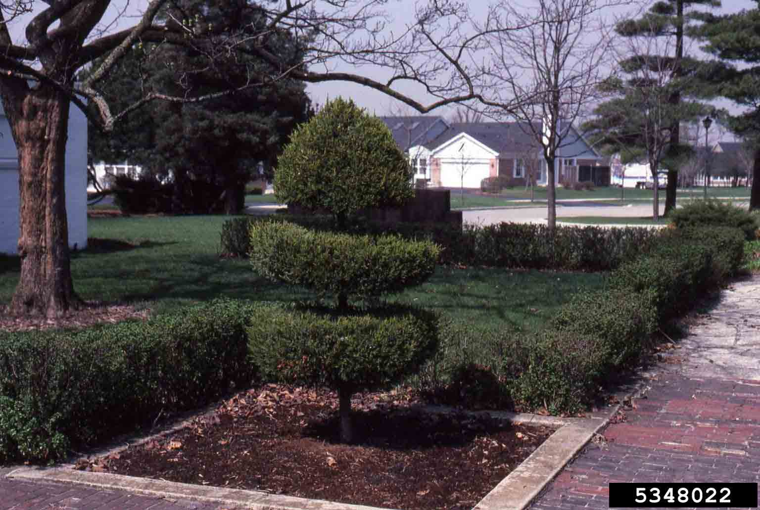 Chinese juniper shrub used in landscape