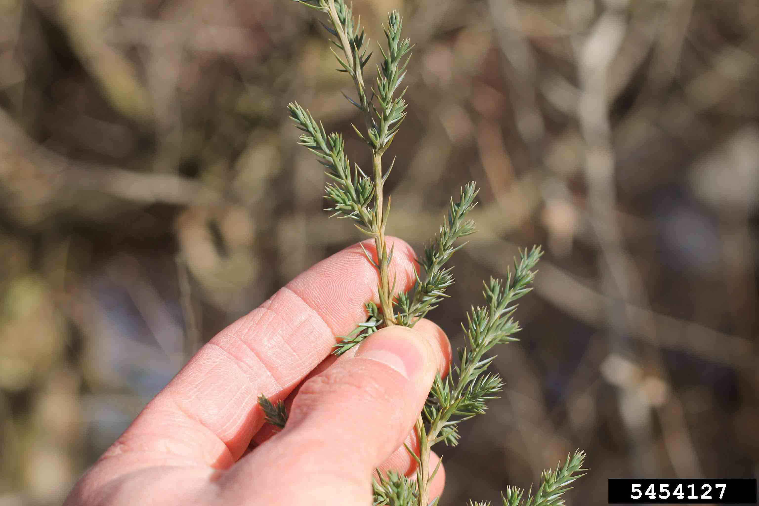Chinese juniper twig