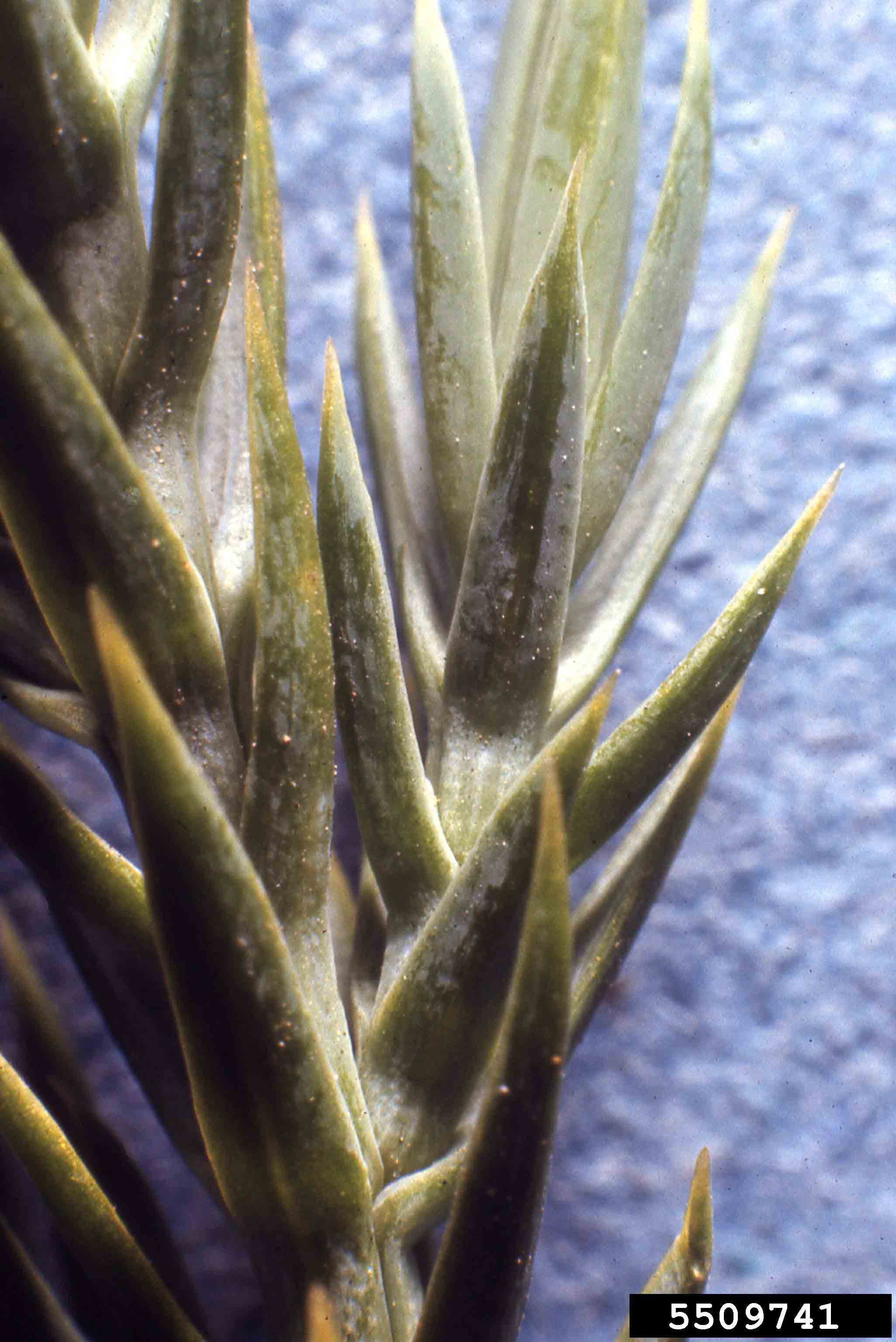 Chinese juniper awl-like juvenile needles