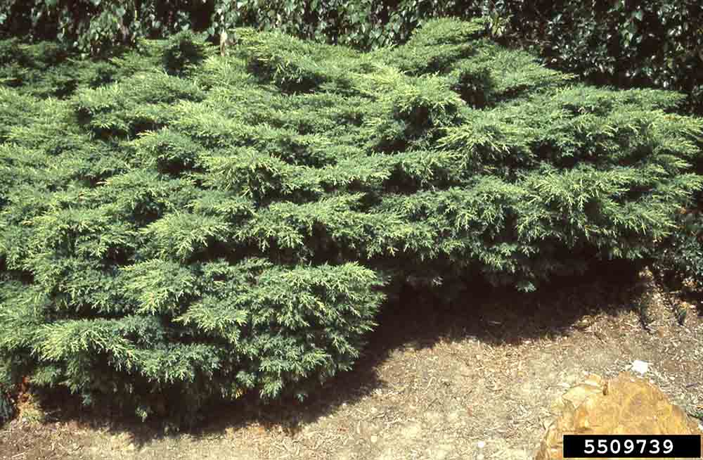 Chinese juniper shrub