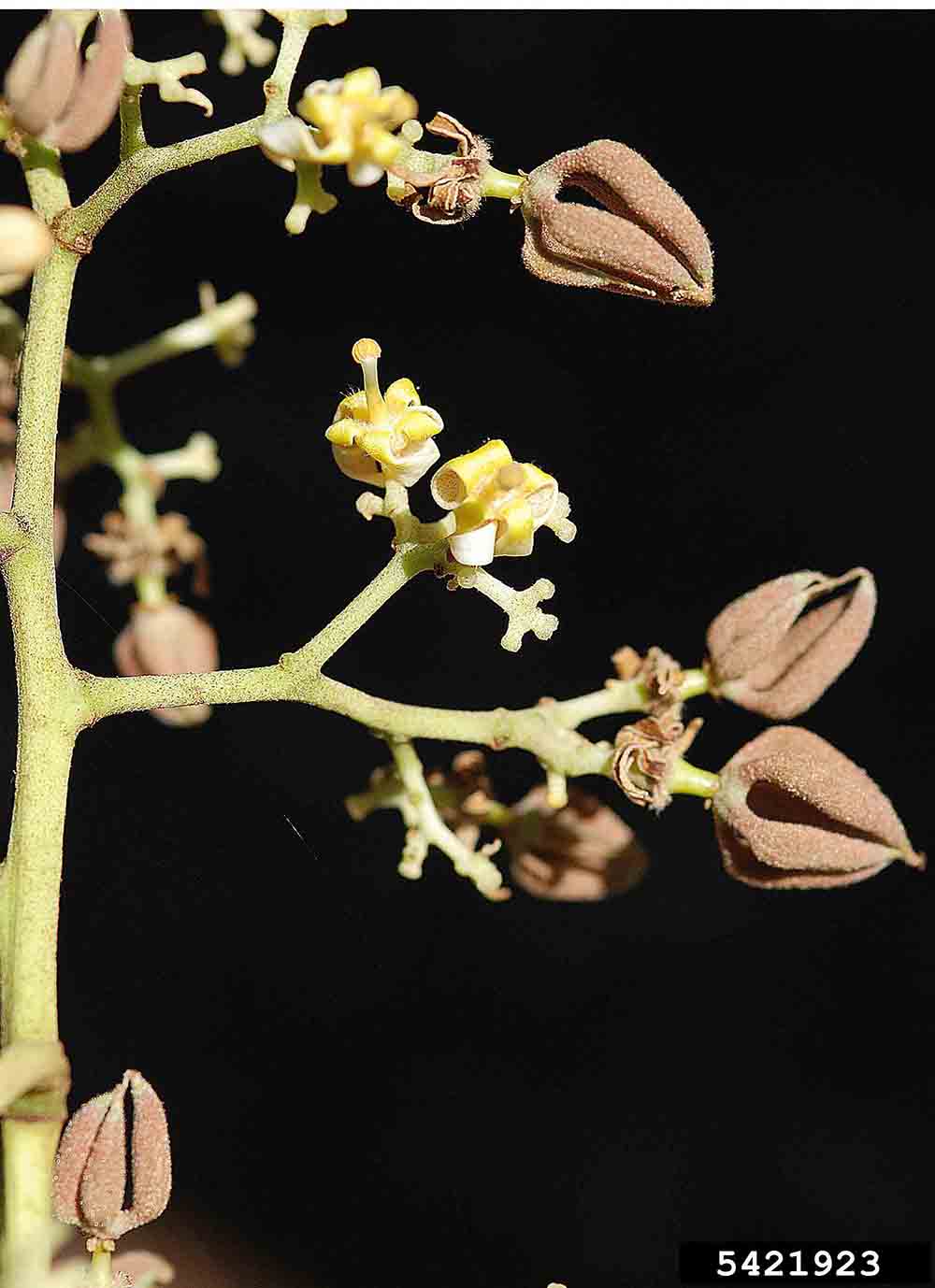 Chinese parasoltree flowers