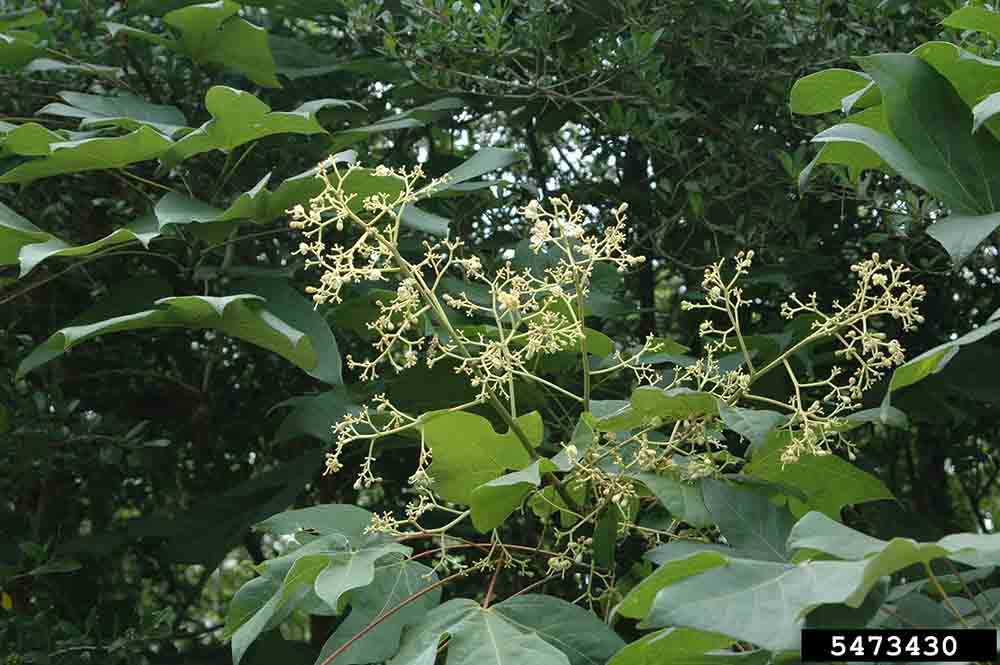 Chinese parasoltree flowers, in panicles