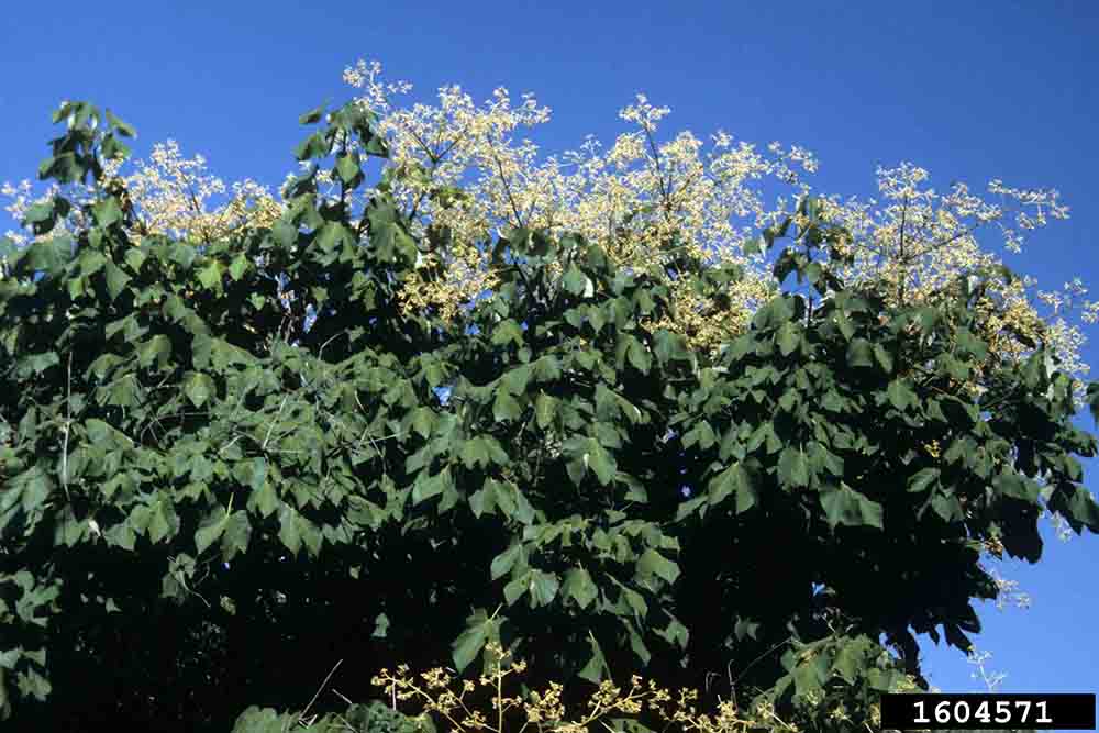 Chinese parasoltree foliage and flowering habit