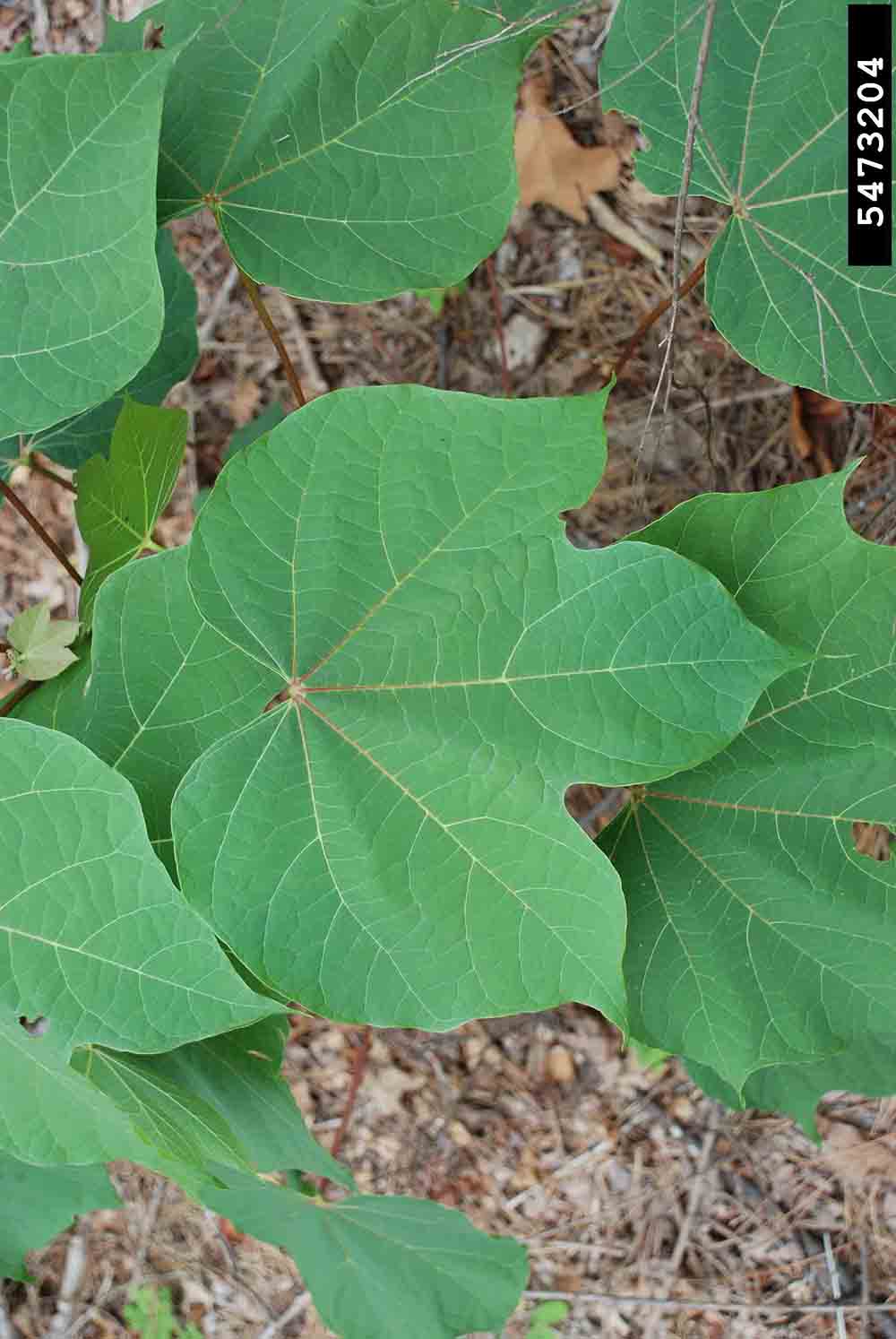 Chinese parasoltree leaf, with 3-5 deep lobes