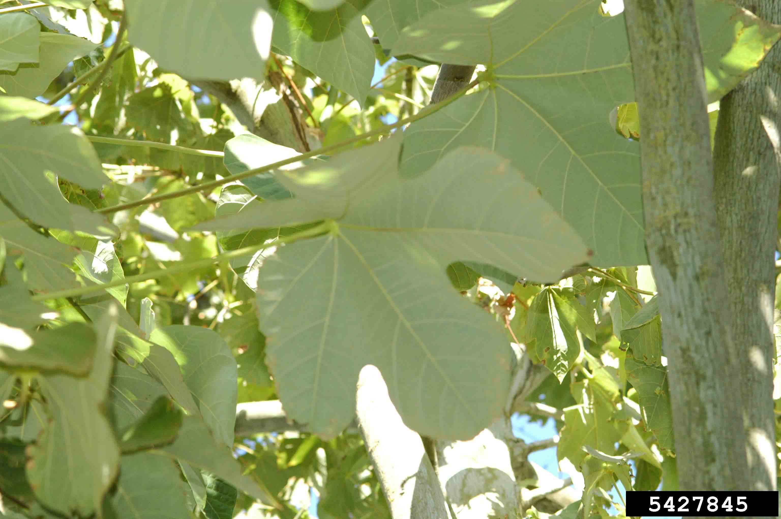 Chinese parasoltree foliage from beneath