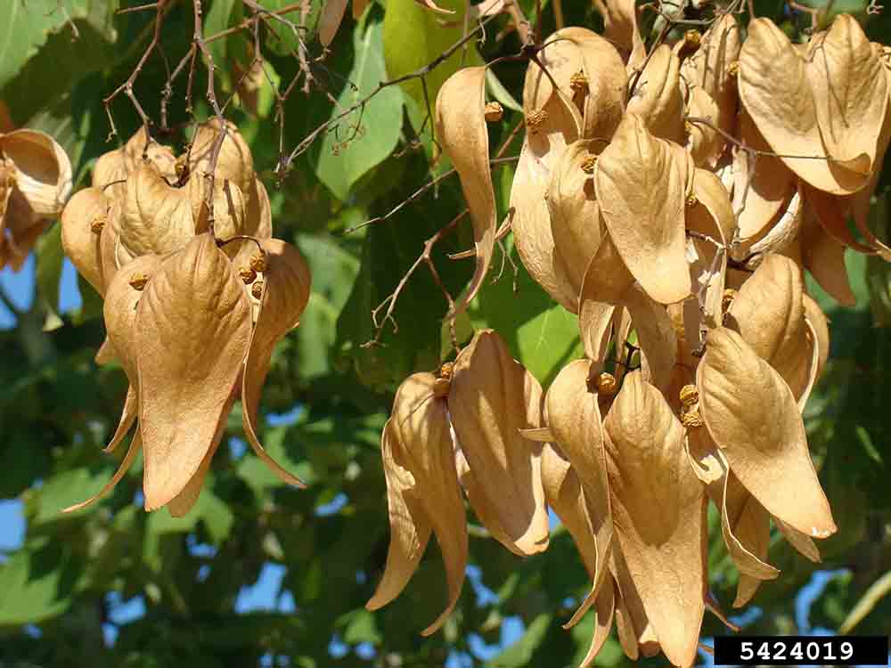 Chinese parasoltree mature fruit