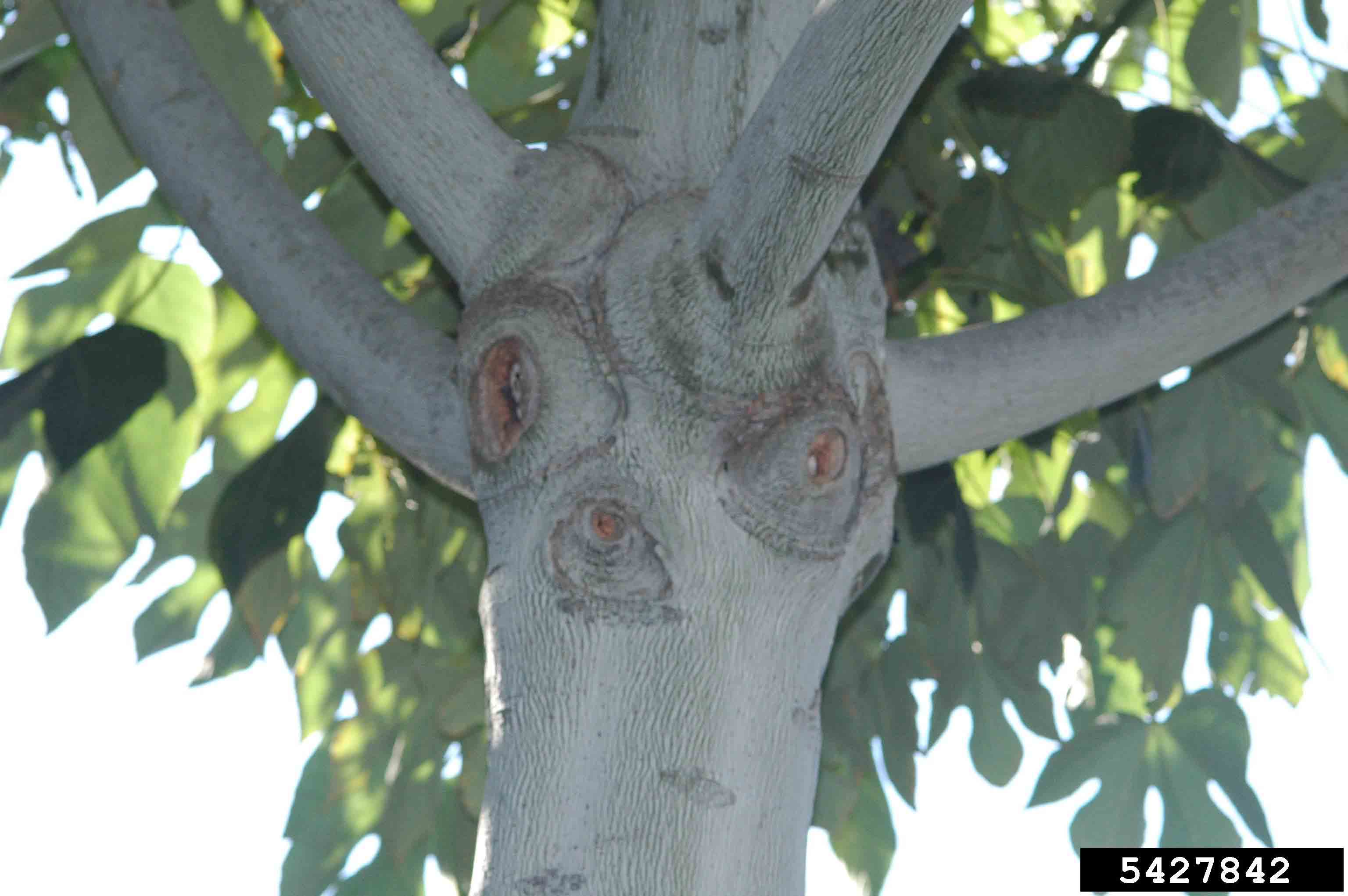 Chinese parasoltree bark and branching habit