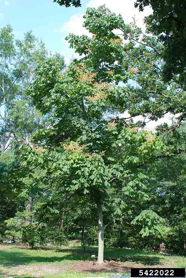 Chinese parasoltree form