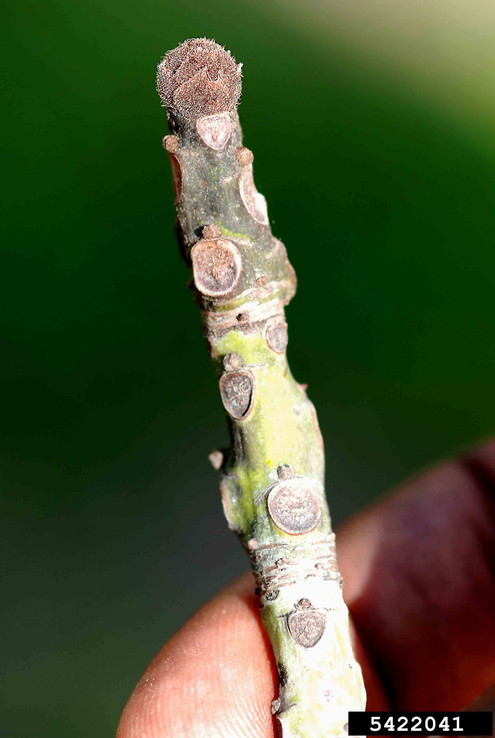 Chinese parasoltree twig, showing bud and leaf scars