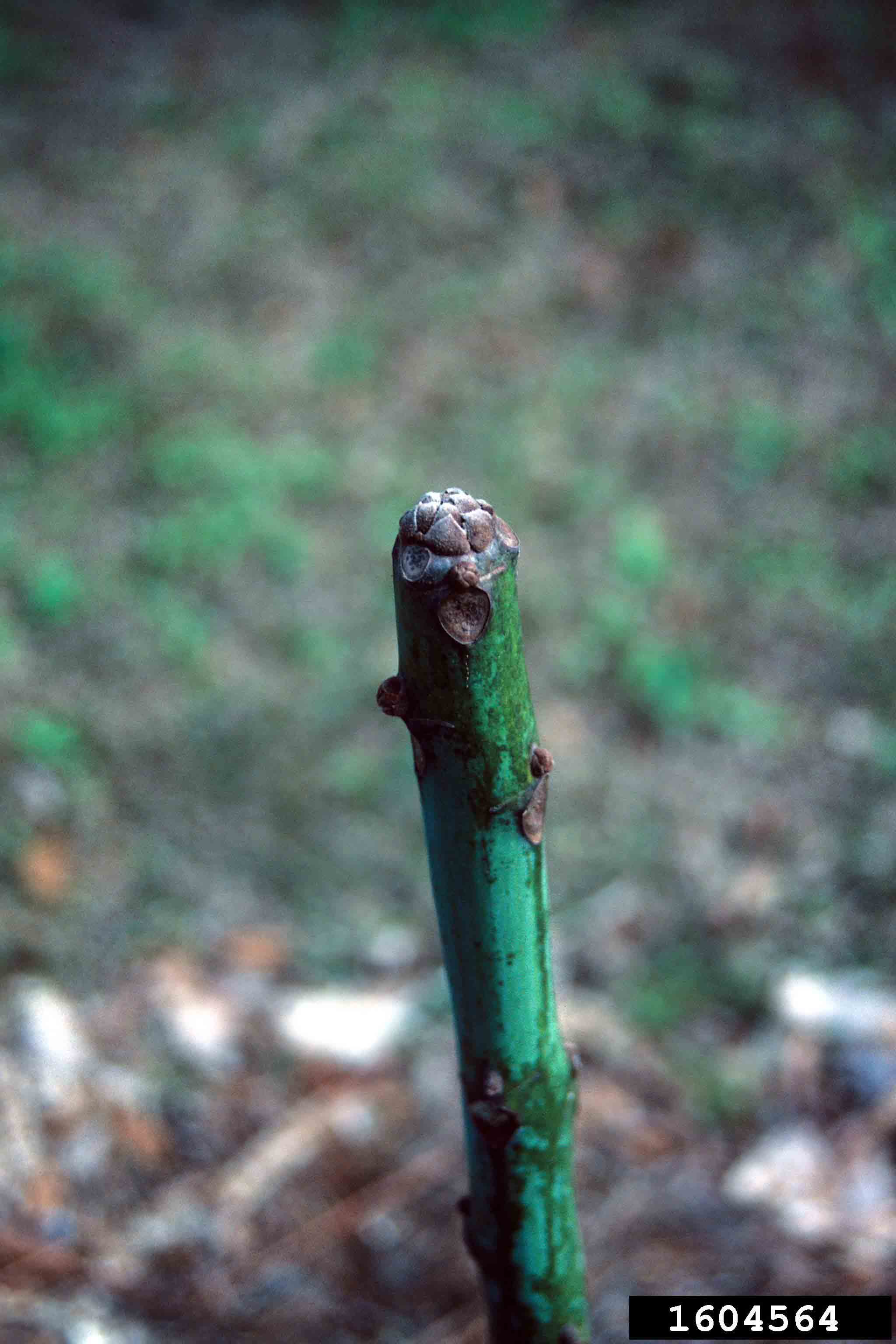 Chinese parasoltree twig, showing bud and leaf scars