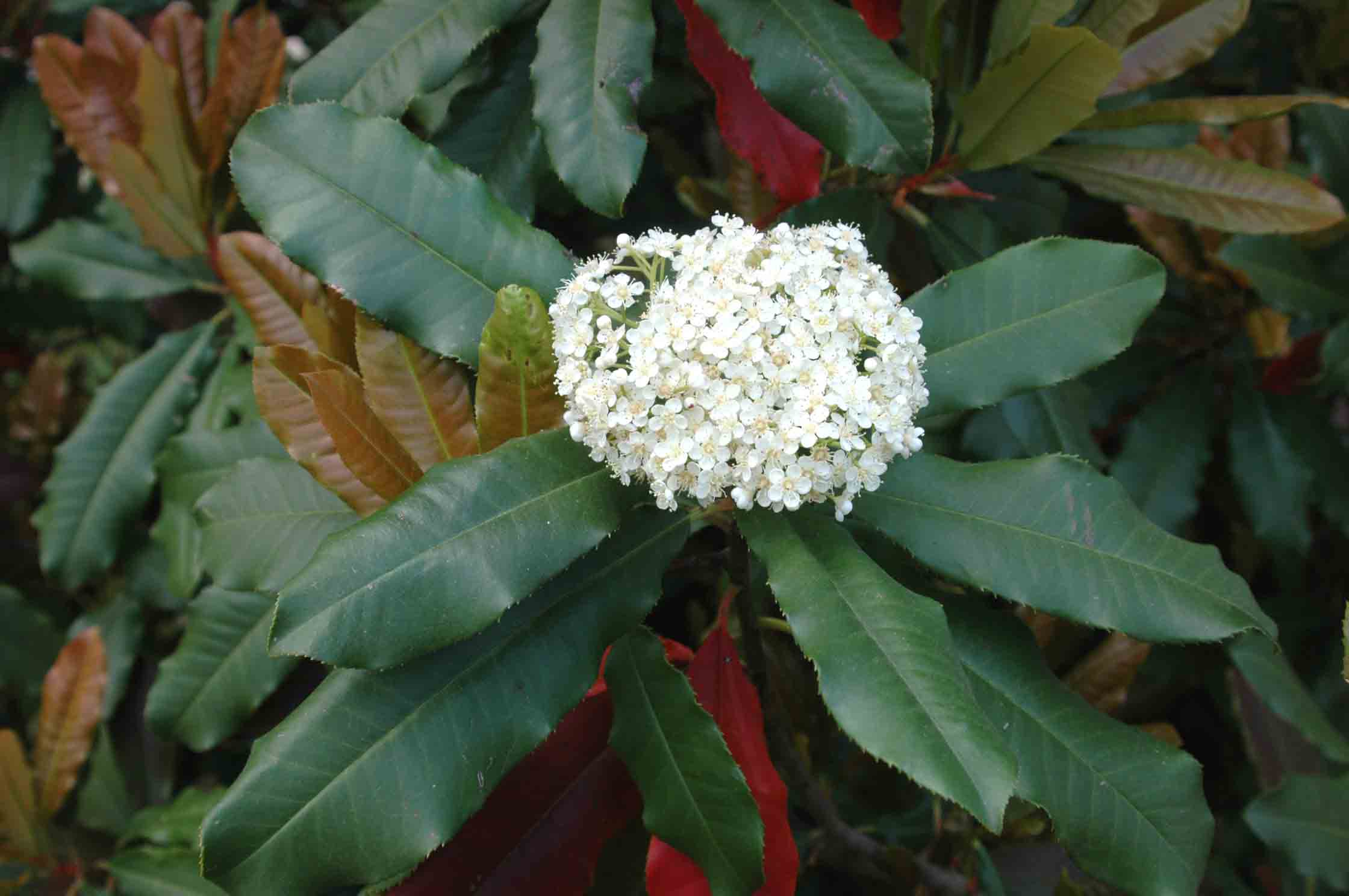 Chinese photinia flowers and foliage