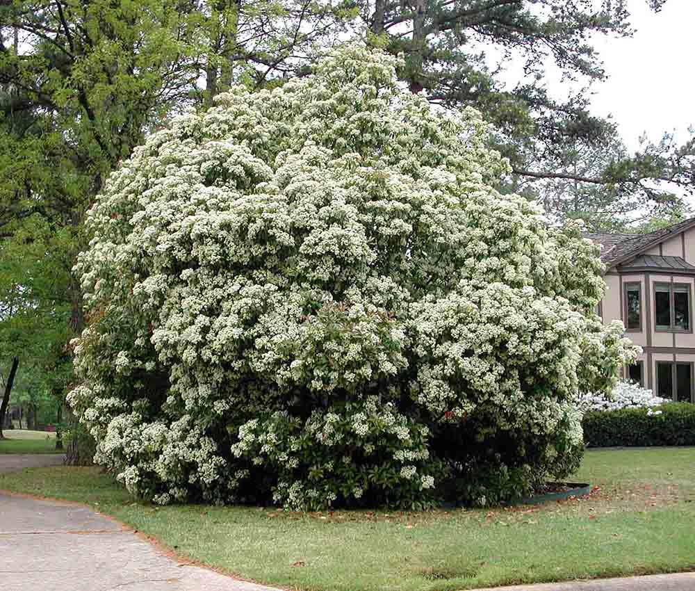 Chinese photinia tree in bloom