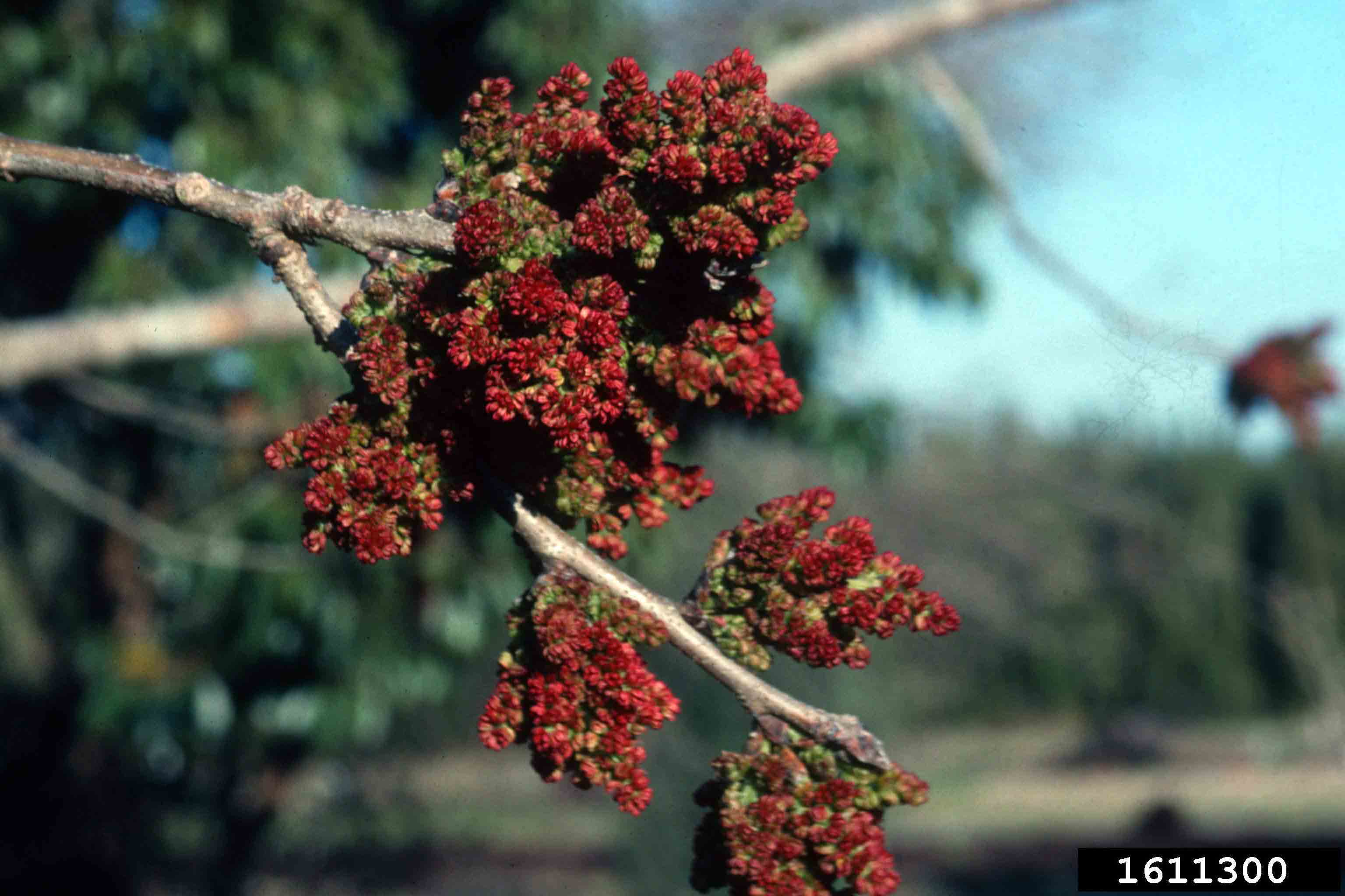 Chinese pistache flowers