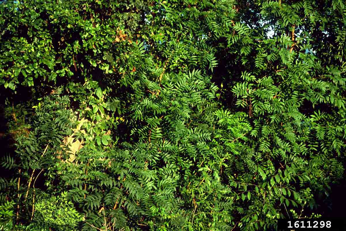 Chinese pistache foliage