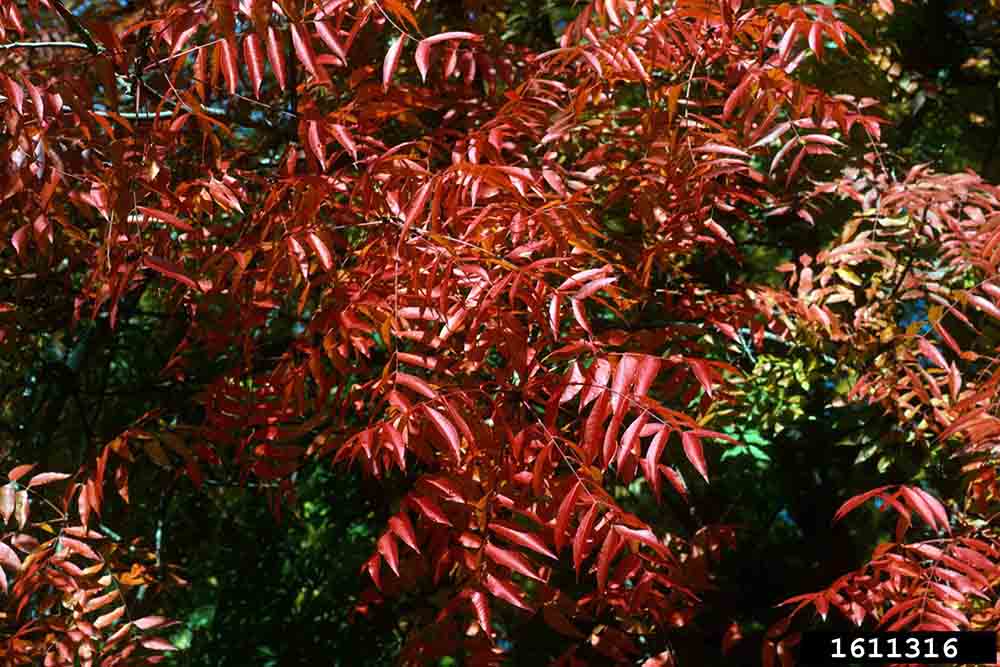 Chinese pistache compound leaves, fall