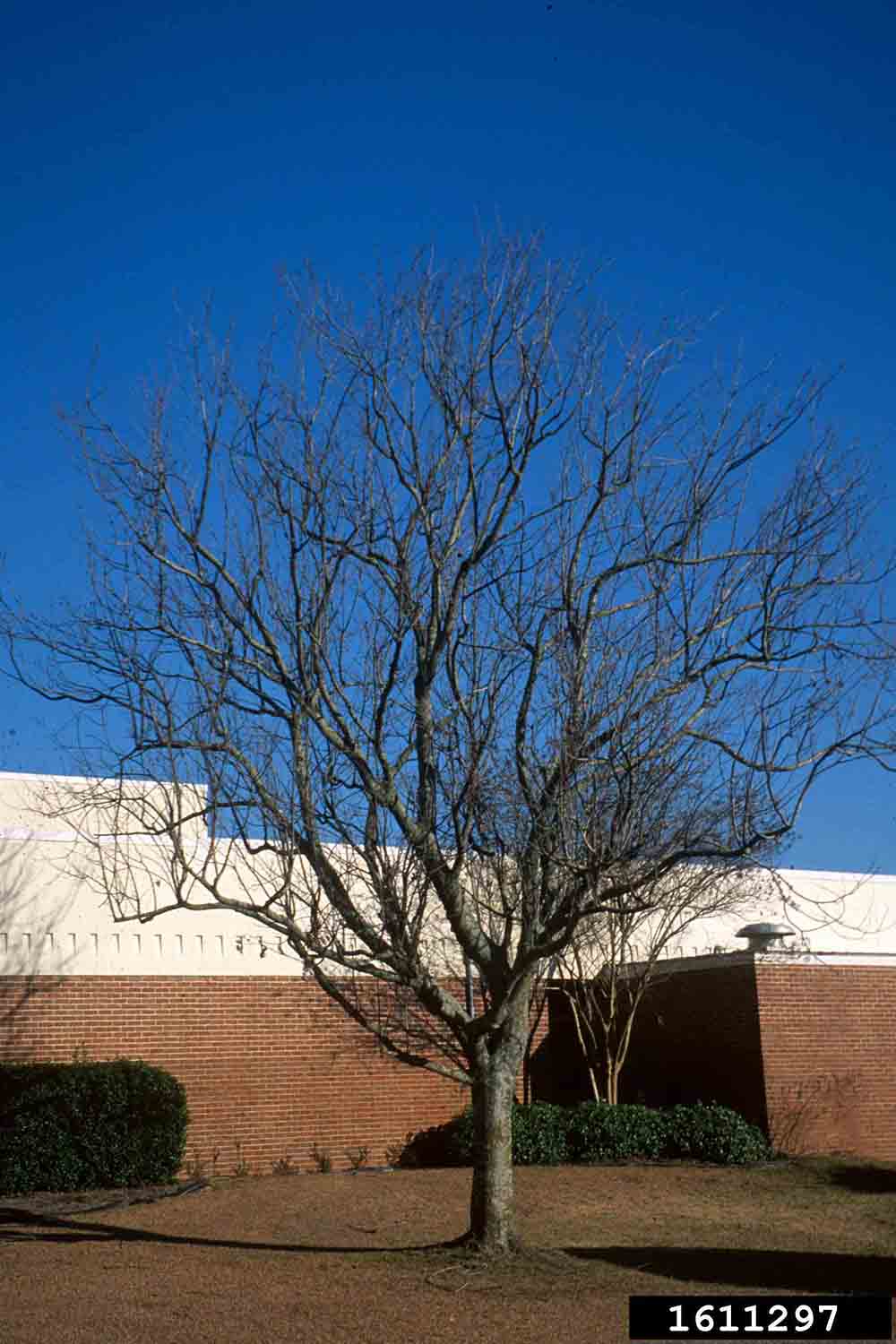 Chinese pistache tree habit, winter