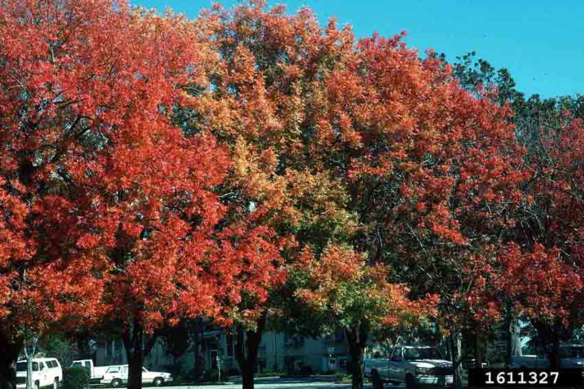 Chinese pistache trees, fall