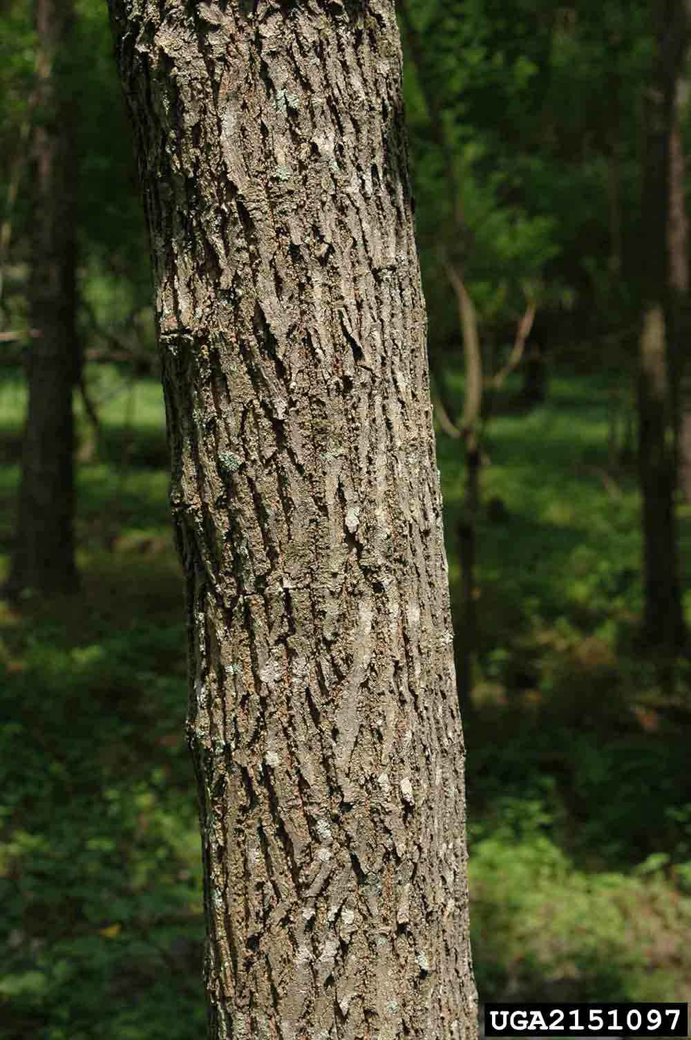 Chinese tallowtree bark on trunk