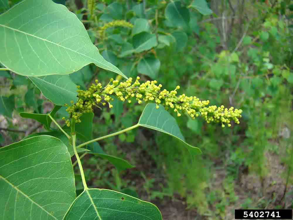 Chinese tallowtree flower