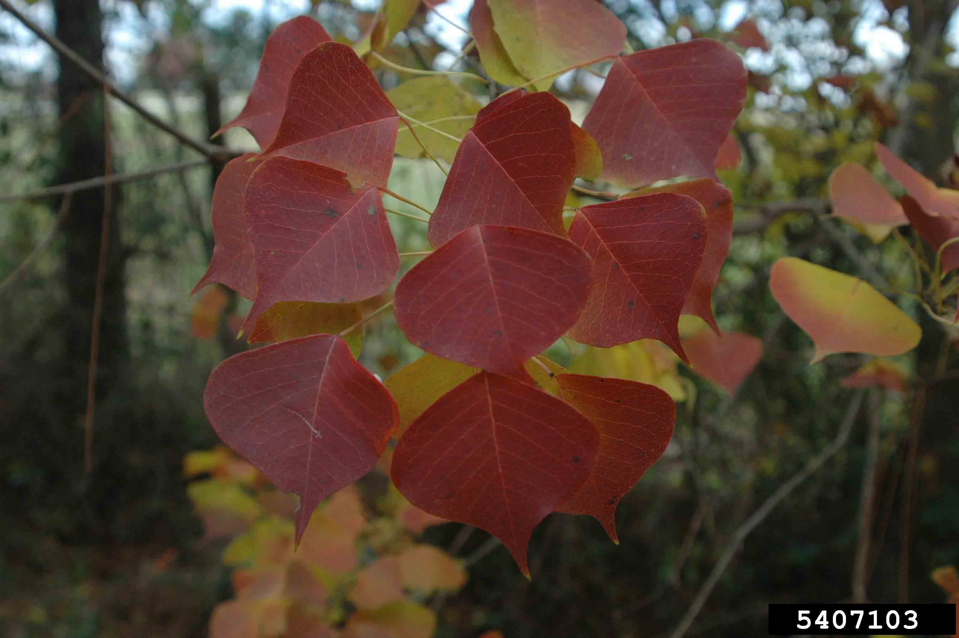 Chinese tallowtree foliage, fall