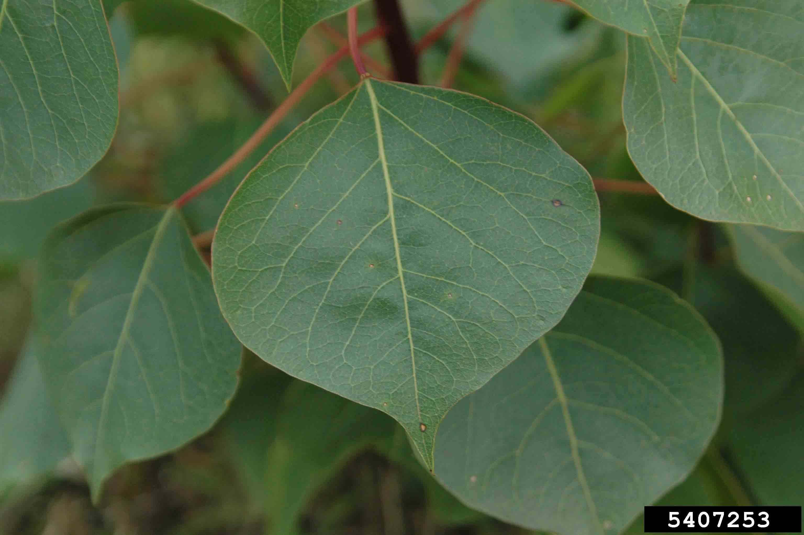 Chinese tallowtree leaf, with rounded diamond shape and smooth margins
