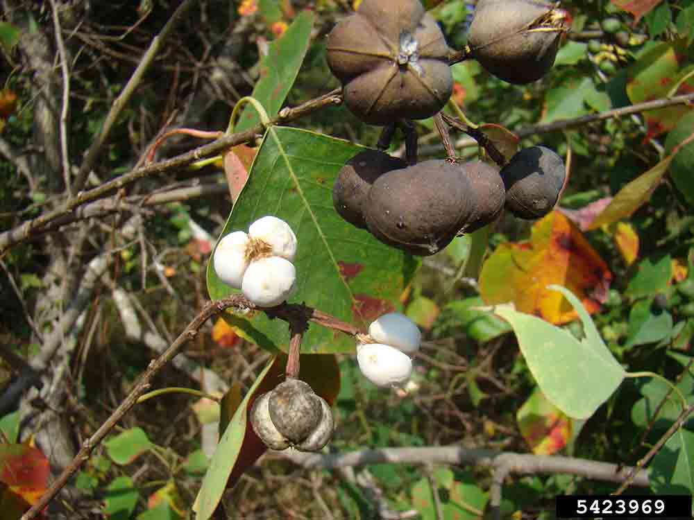 Chinese tallowtree fruit, brown capsules revealing white seeds