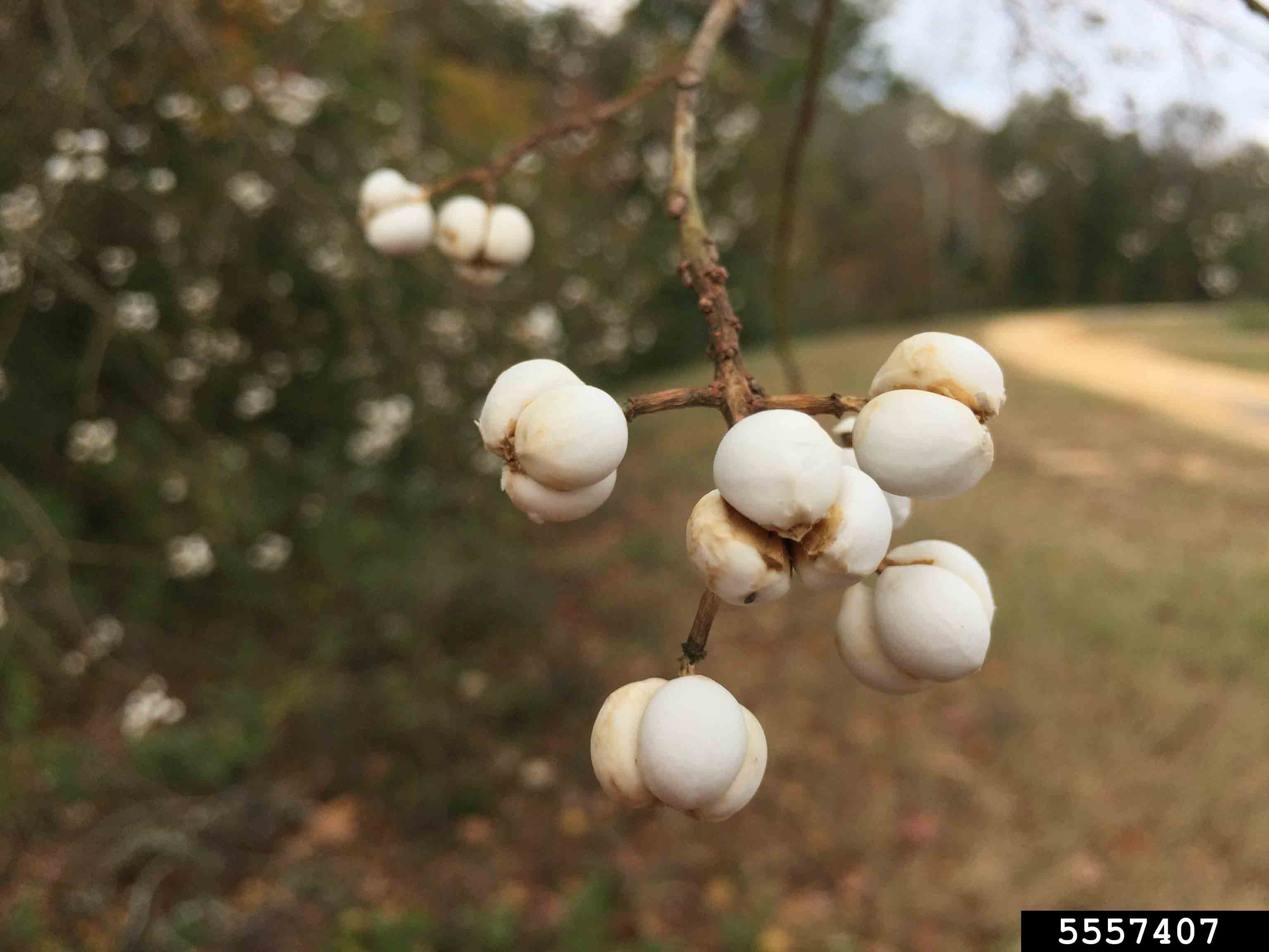 Chinese tallowtree's white waxy seeds