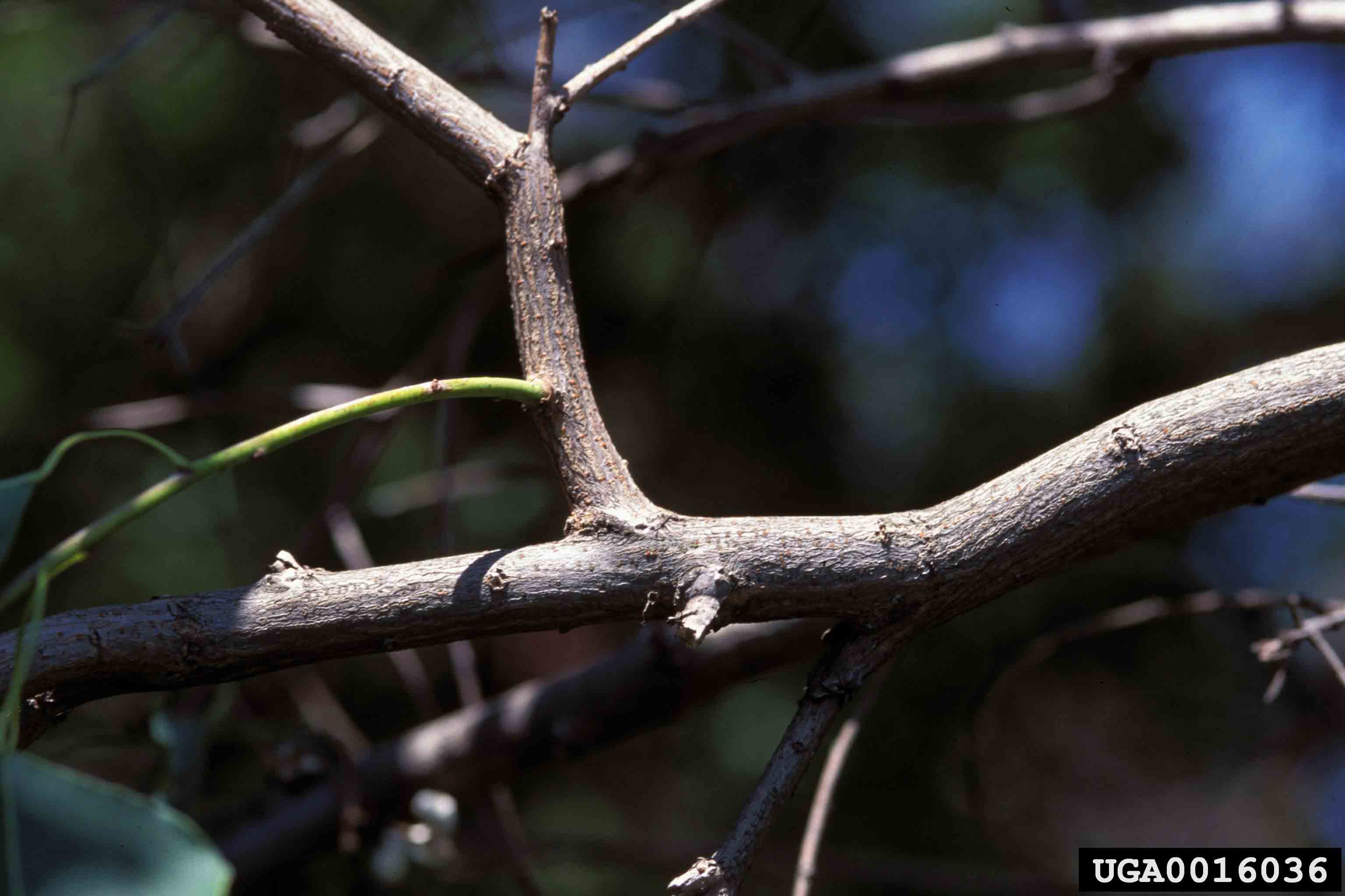 Chinese tallowtree branch